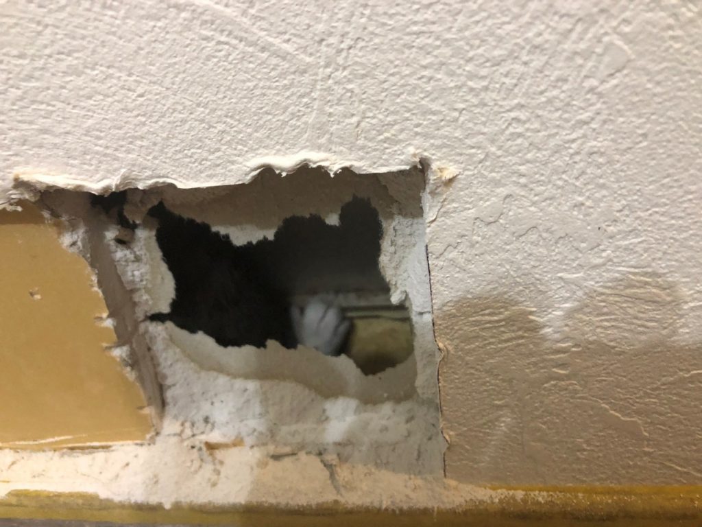 推主將牆角挖出一個小洞，看到一隻可愛的小小肉掌，原來是隻小貓孤零零困在裡面。（圖／Twitter @d_e_heffun） 