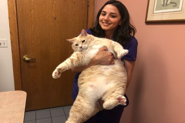 夫妻想到收容所領養小貓　結果竟帶出15公斤多趾胖橘喵！
