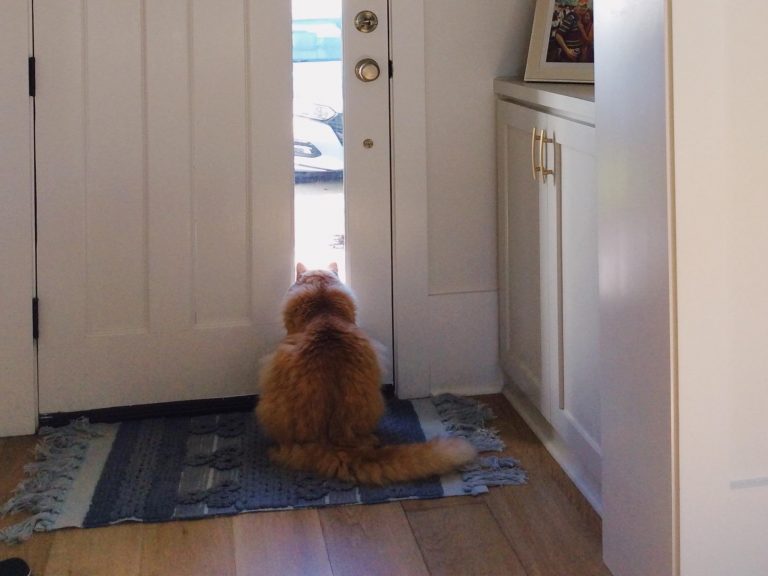 橘貓每天5點坐門口「等爸回家」　媽：他在家上班1個月啦！
