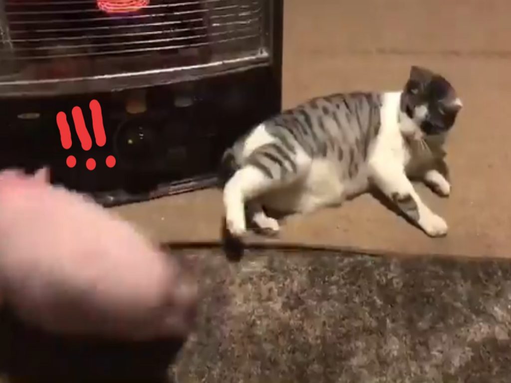 白底虎斑貓飛踢寵物豬（圖／翻攝自FB@Luqman Raphael）