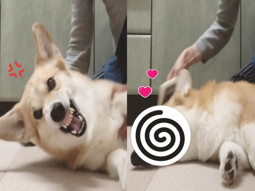 日本一隻柯基犬表情變化超快（圖／IG@jejejunh）