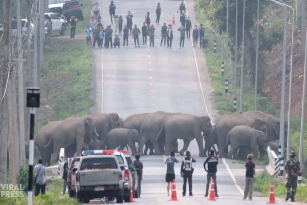 50頭野生大象排隊「過馬路」　民眾配合維護交通：好壯觀！