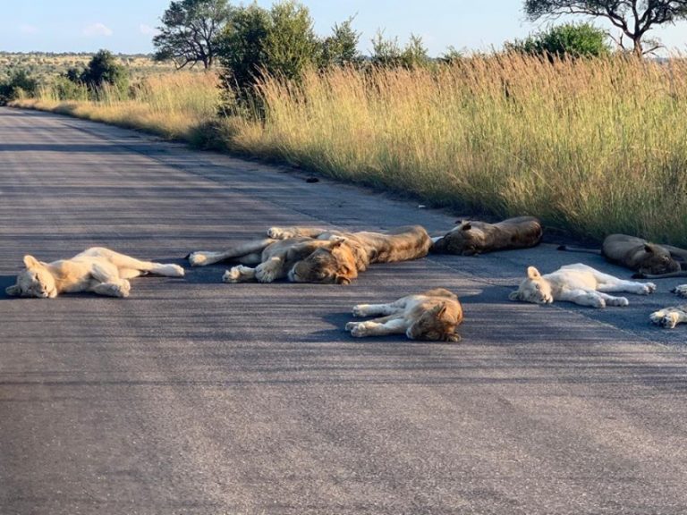 南非克魯格國家公園一群獅子跑到馬路上呼呼大睡（圖／FB@Kruger National Park）
