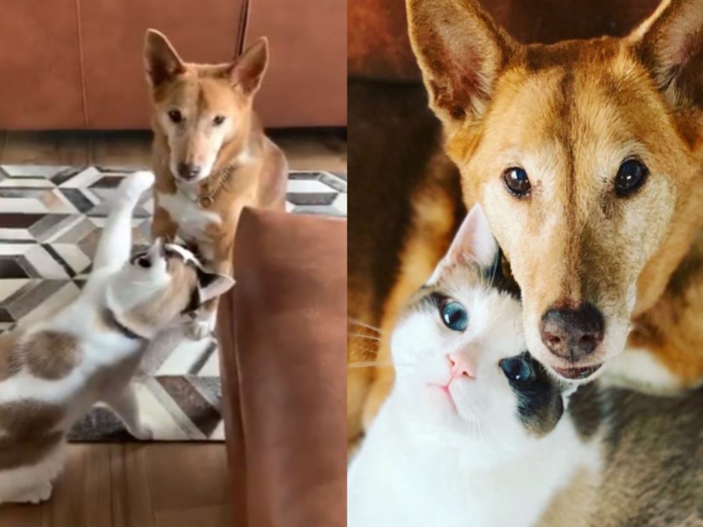 日本一隻貓咪很喜歡欺負憨直的狗狗好友（圖／twitter@nyorozo）