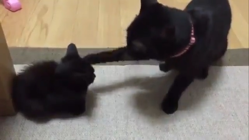 黑貓見一坨小黑炭手癢癢想狠巴　出拳5秒後卻萌翻網友！