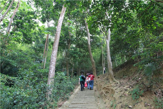 ▲苗栗造橋鄉劍潭古道 | Jiantan Historic Trail (Courtesy of Hakka Tung Blossom Festival website)