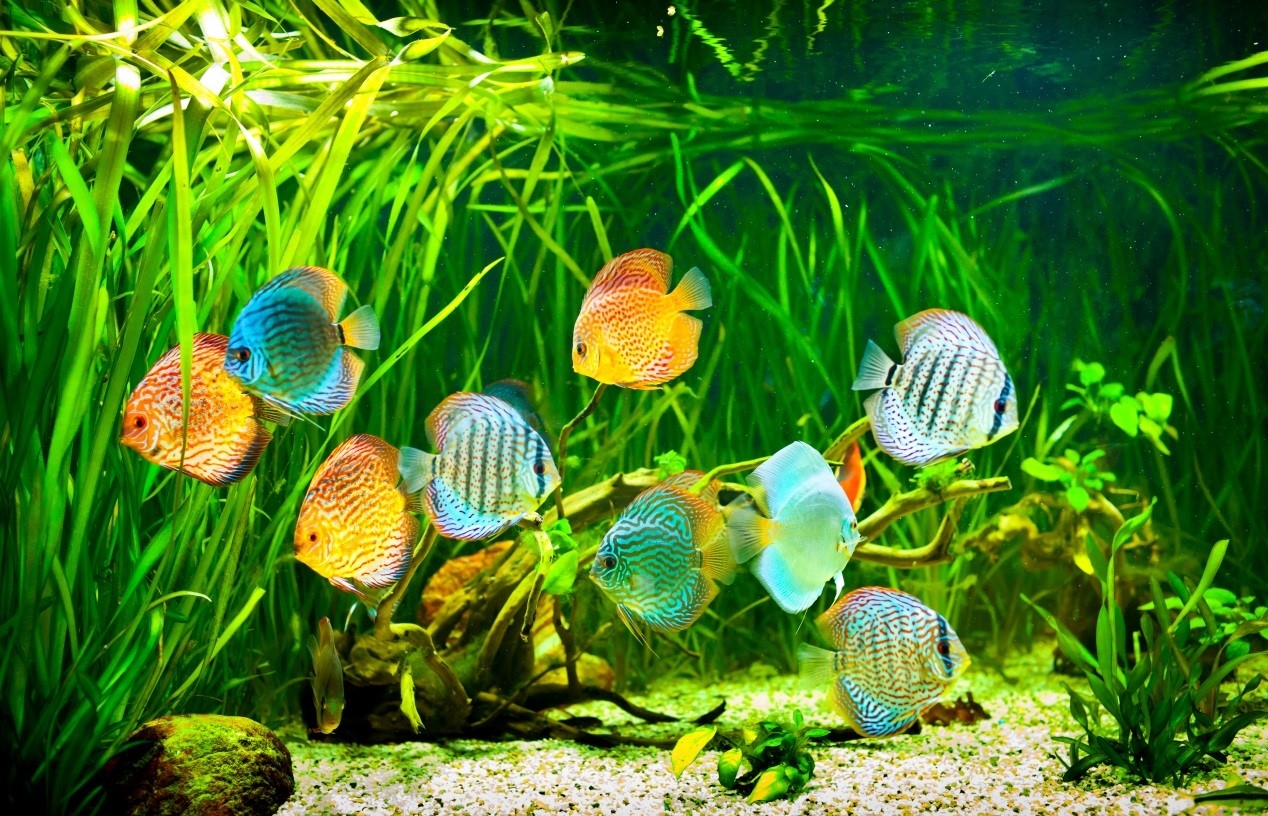 魚缸裡的魚數建議吉數為1.7.9條 搭配五行顏色，有生財之意。