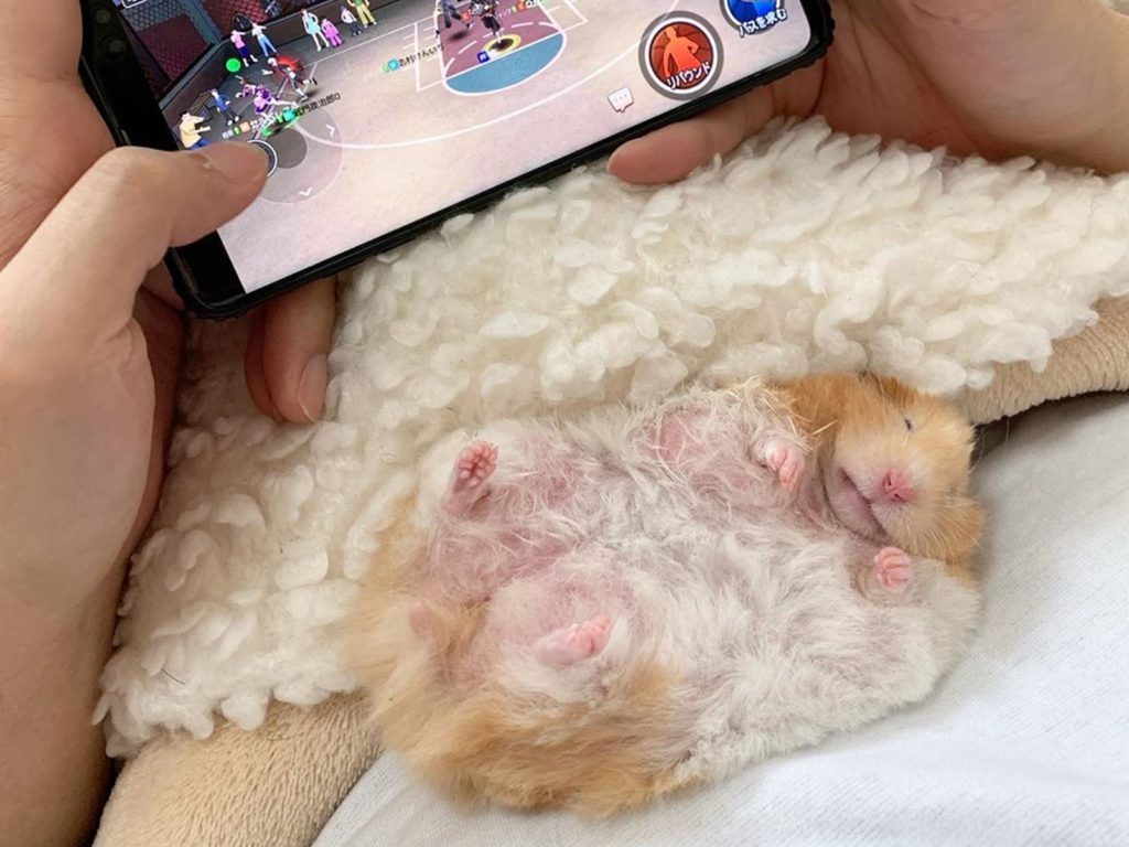 最萌「伴遊」　黃金鼠翻肚陪主人玩手遊消磨時光