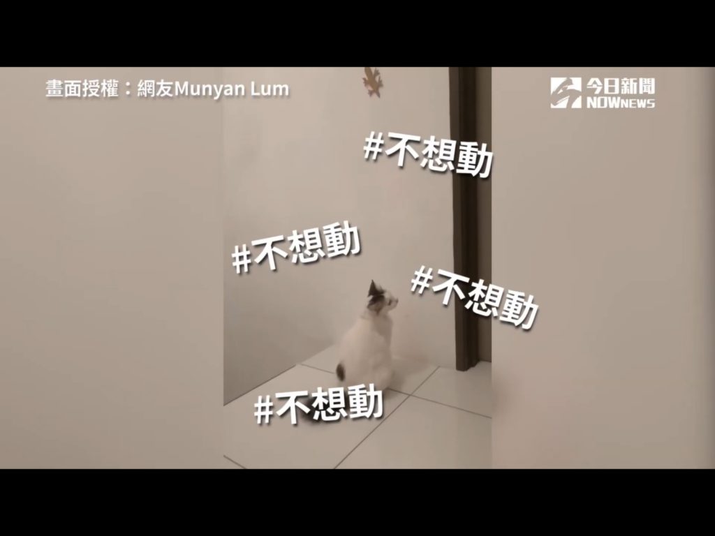 家中主子Mini完全不賞臉。（圖／網友Munyan Lum提供） 