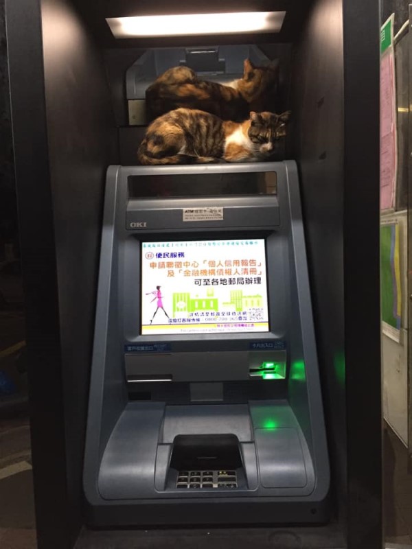 男子到ATM領錢　遇三花貓躺機台網笑：牠要收手續費啦！