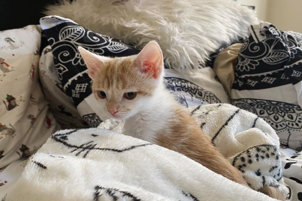 媽媽領養新小貓太害羞大橘貓努力破冰：跟我玩嘛！