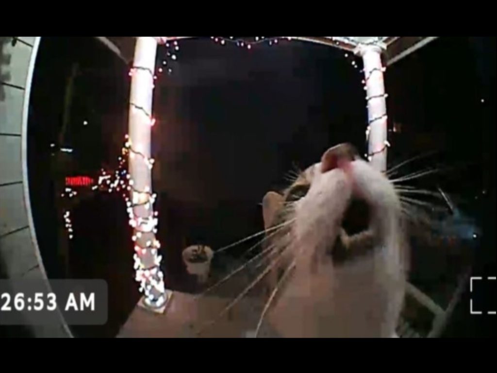 國外一隻貓咪被關在門外而按電鈴求救（圖／Reddit@ChaseSTi）