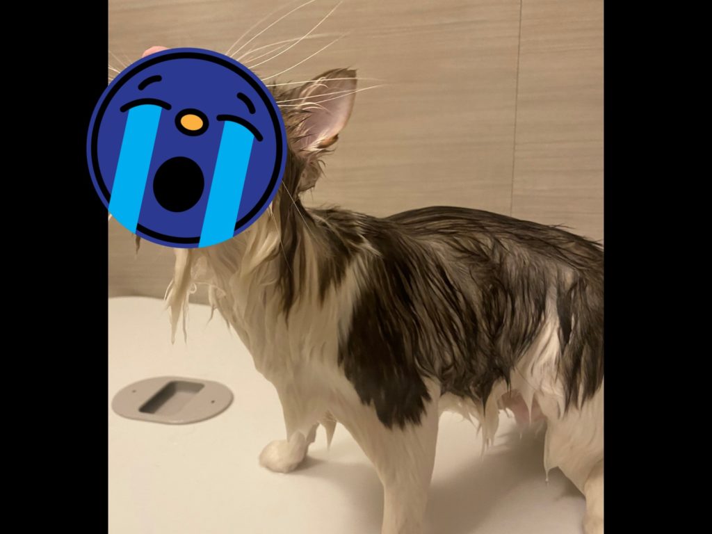 你！就是你！為什麼要背叛朕！（圖／Twitter@ch10lv） 