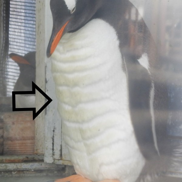 太狂了！日本企鵝驚見20塊腹肌　網笑：封館練肌肉？
