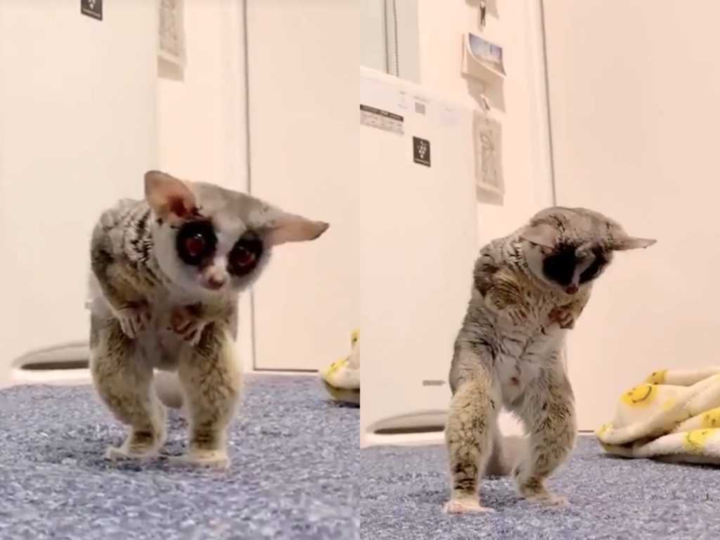 （東張西望）啊、啊偶的眼鏡跑去哪裡惹啦！（圖／Twitter@Pizzatoru_JP） 