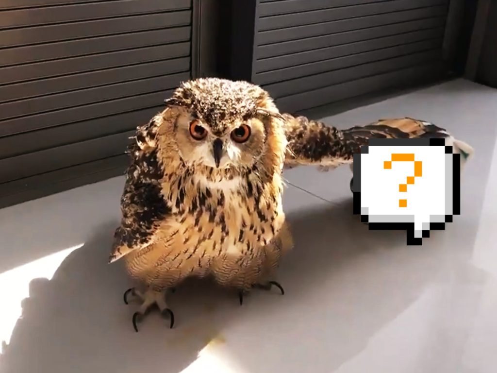 跨界友情！貓頭鷹搭肩介紹新同伴　萌視：還不過來招待