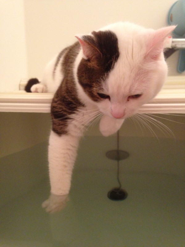 貓奴洗澡主子要先「試水溫」　肉球泡水沒動靜一看讓人笑噴