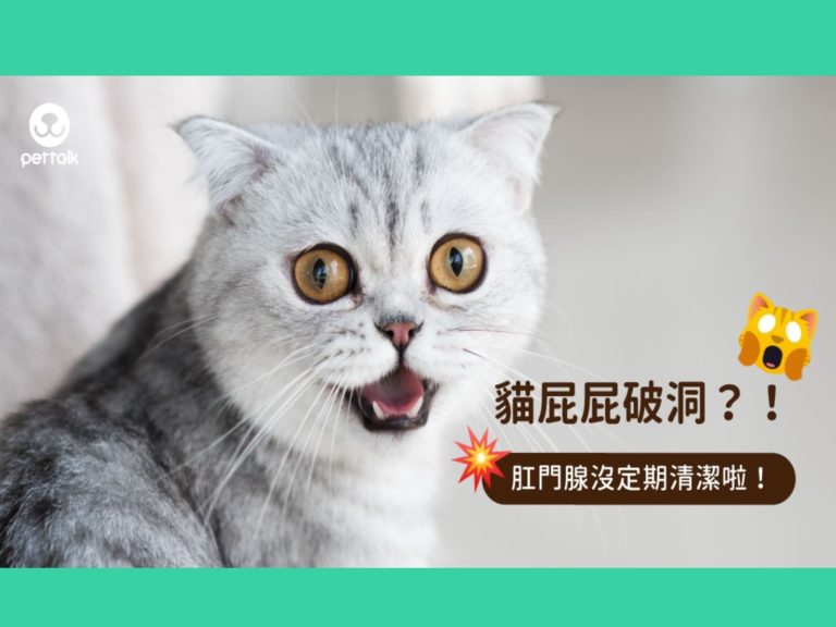 貓咪屁股破一個洞？！貓咪為什麼會肛門腺破掉？｜專業獸醫—王小玲
