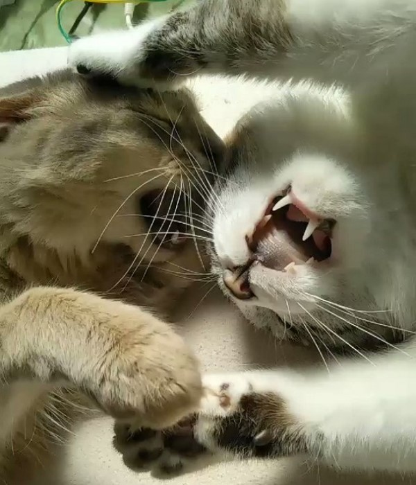 兩隻貓咪互毆喵喵拳　飼主驚：在睡夢中也能打？