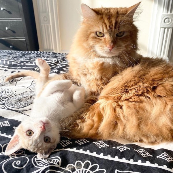 媽媽領養新小貓太害羞大橘貓努力破冰：跟我玩嘛！