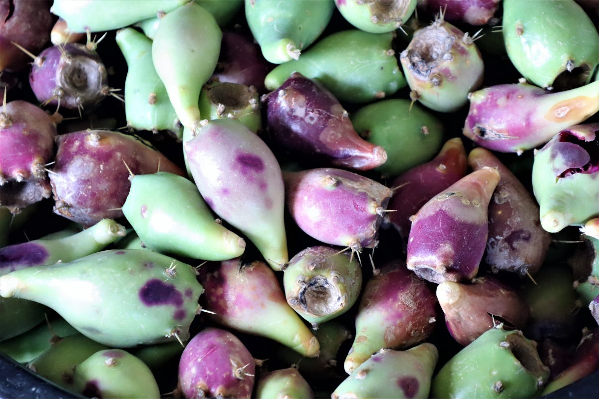 ▲全家便利商店開發「澎湖仙人掌霜淇淋」商品推出後，引起熱烈迴響，據了解現在澎湖的仙人掌原料大缺貨。（圖／記者張塵攝，2020.05.02）