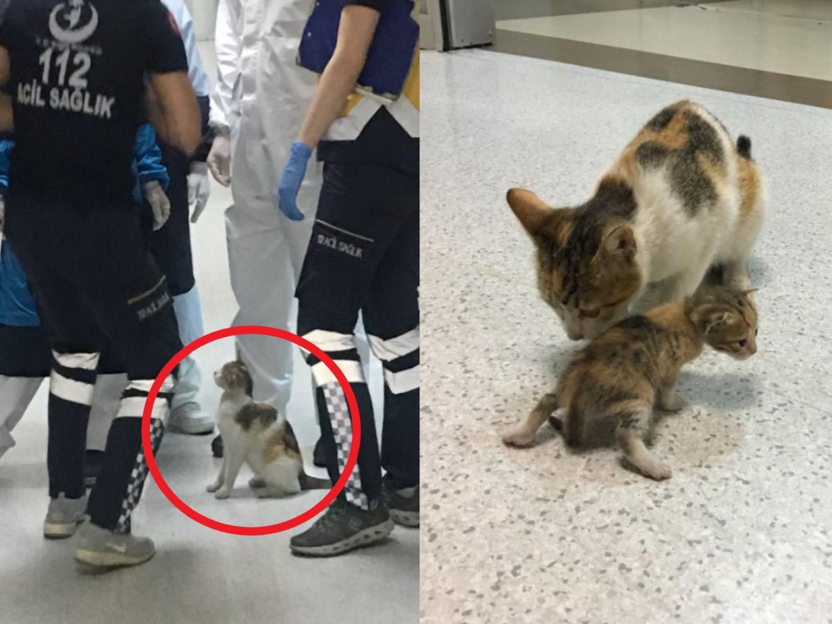 土耳其一隻浪貓叼著小貓到醫院急診室求助（圖／twitter@ozcanmerveee）