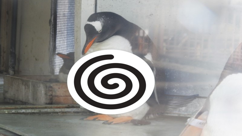▲日本一隻企鵝竟然出現令人驚豔的「腹肌」！（圖／twitter@otarua水族館）