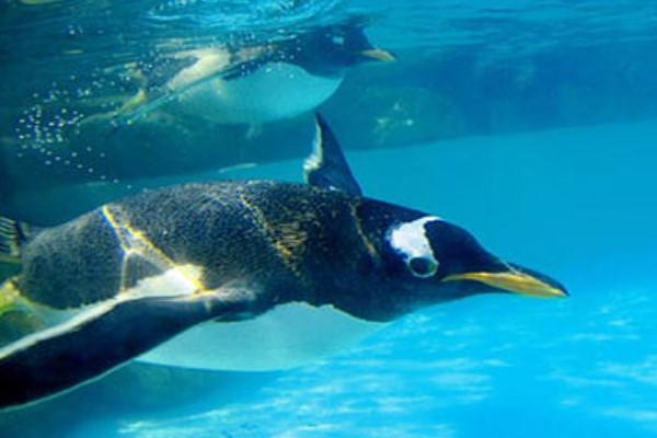 ▲巴布亞企鵝是小樽水族館裡的人氣王（圖／翻攝自otaru-aq.jp）