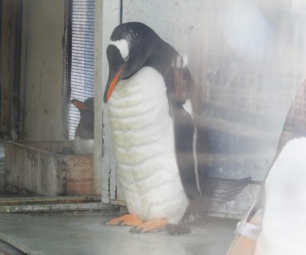 ▲一隻2歲的巴布亞企鵝因為站在牆前沉思而爆紅……（圖／twitter@otarua水族館）