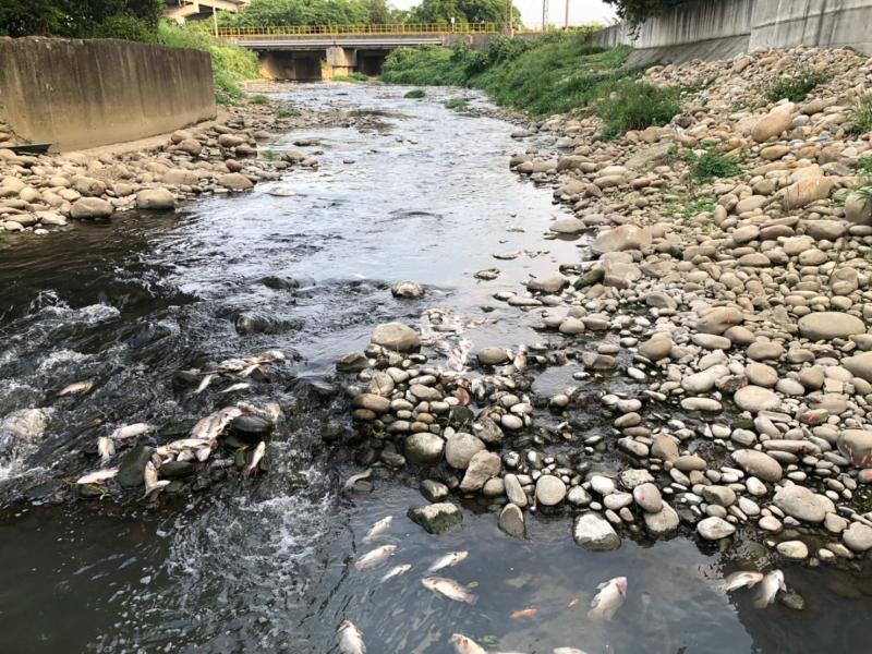 茄苳溪出現大量死魚　環保局：氣溫太高溶氧不足
