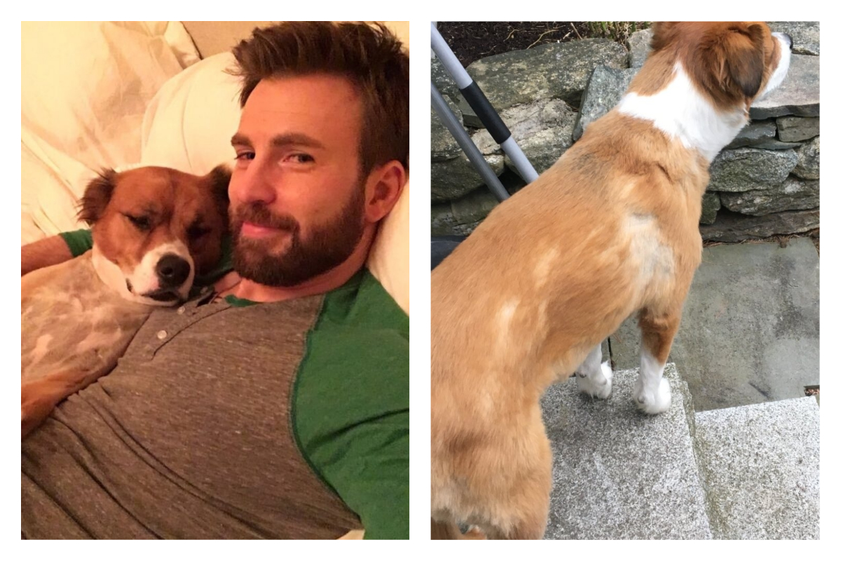 ▲克里斯伊凡自己動手替愛犬剪毛，結果卻搞砸了。（圖／翻攝自克里斯伊凡的推特）