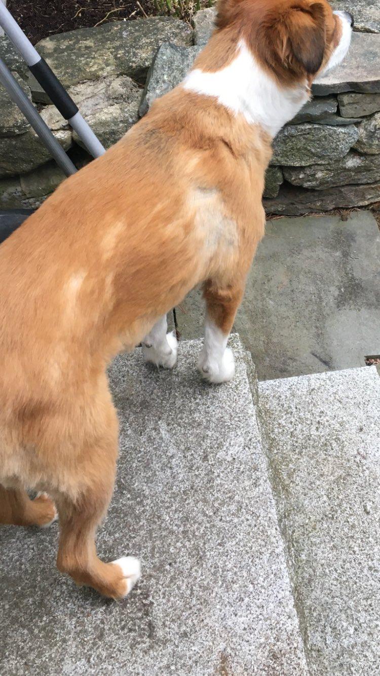 ▲克里斯伊凡自己動手替愛犬剪毛,結果卻搞砸了。(圖/翻攝自克里斯伊凡的推特)