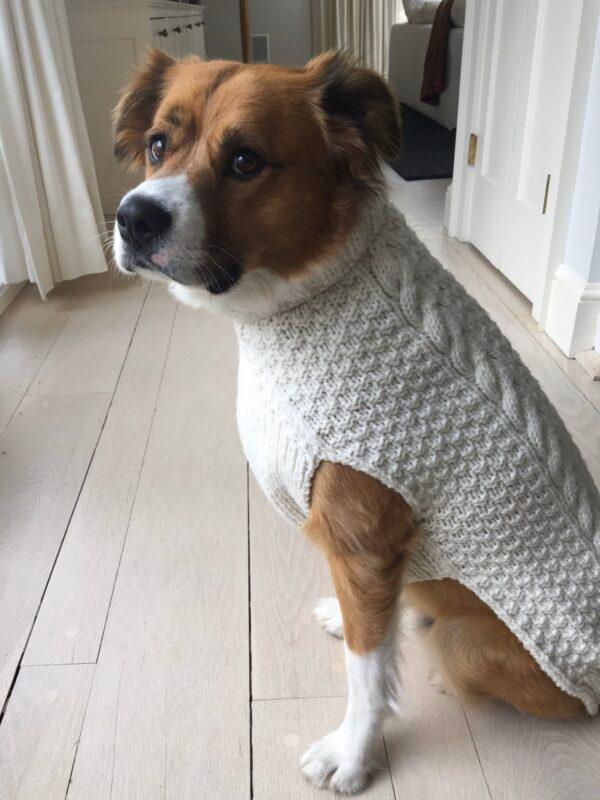 ▲克里斯伊凡愛犬曾經的帥氣模樣。(圖/翻攝自克里斯伊凡的推特)