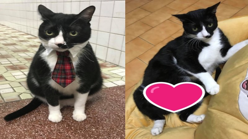 ▲賓士貓嚕嚕（圖／網友劉黛比授權提供）