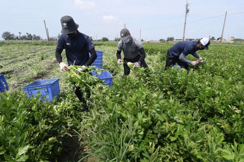 ▲彰化縣西洋芹的種植面積約40公頃,為全台之冠,而青農謝建復所種植的西洋芹面積就占了30公頃。(圖/記者陳雅芳攝,2020.05.06)