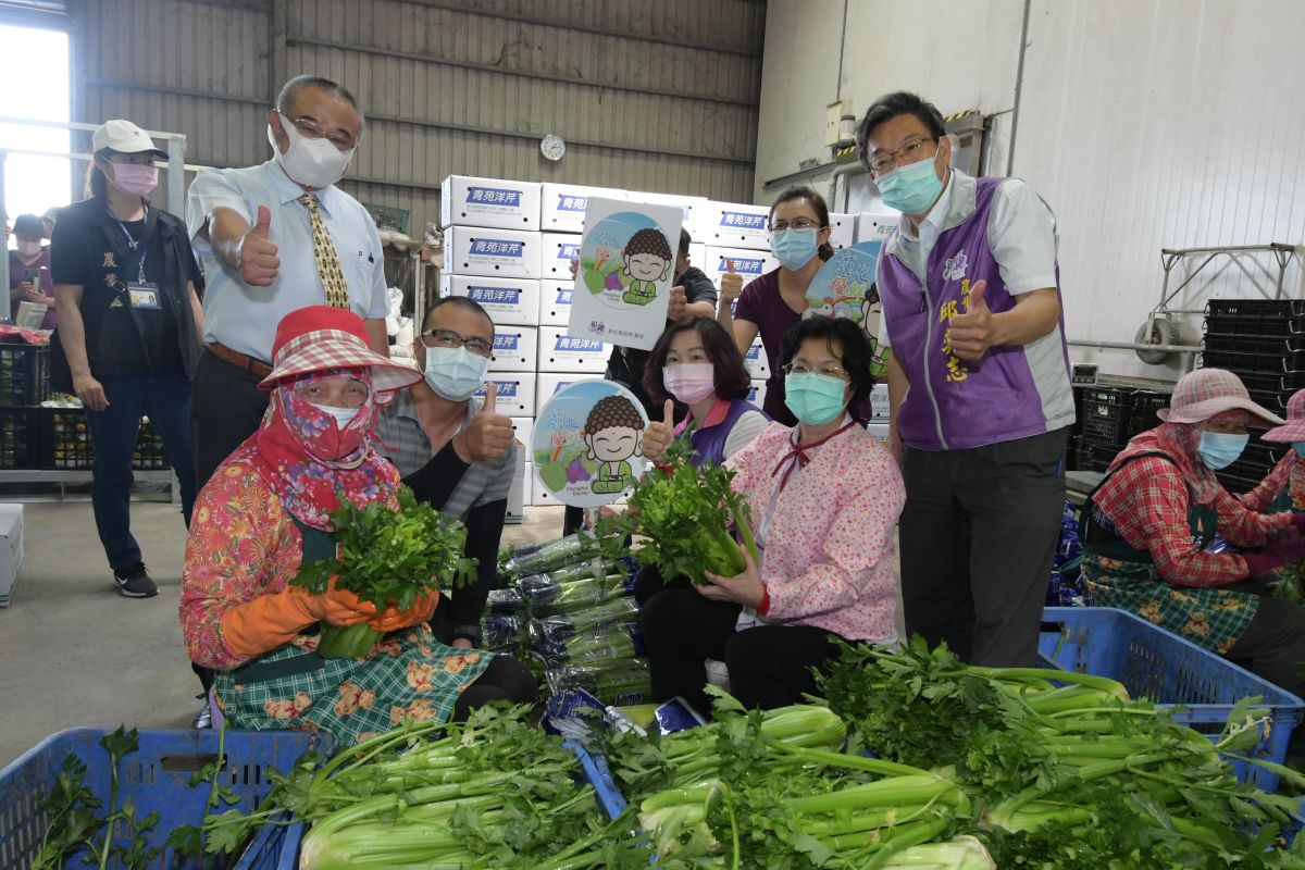 ▲為了解縣內西洋芹產業情形，彰化縣長王惠美前往芳苑鄉青農謝建復西洋芹集貨包裝場參觀，體驗包裝過程。（圖／記者陳雅芳攝，2020.05.06）