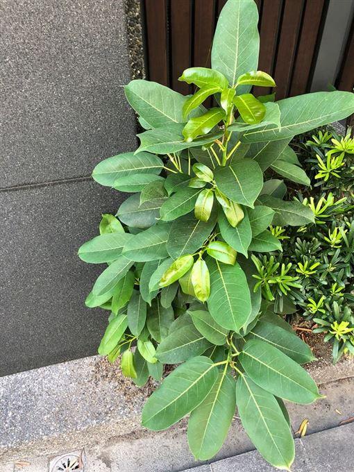 ▲(圖/翻攝爆系知識家)