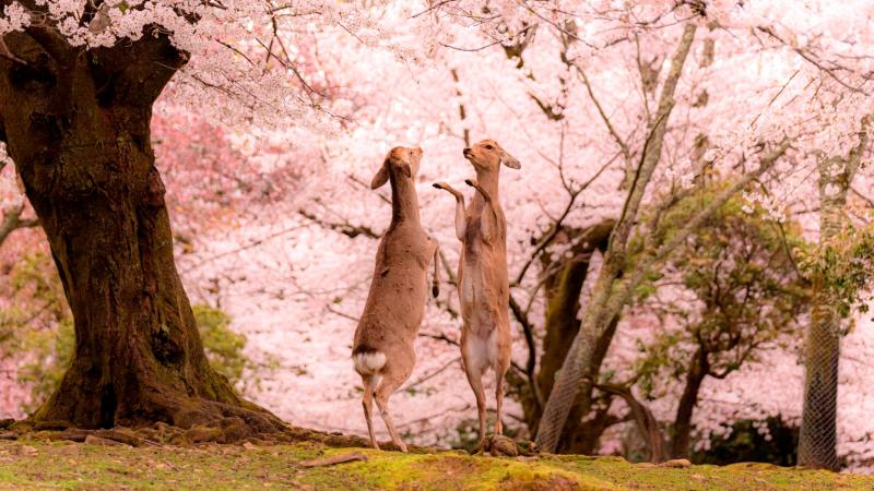 日本攝影師眼中的春之奈良　只有櫻花與鹿的粉色童話仙境
