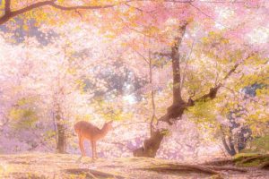 ▲和煦的春光透過粉色花瓣灑落，加上可愛的小鹿，彷彿到達童話裡的仙境。（圖／Twitter@v0_0v______mk）