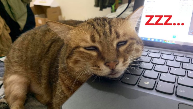 ▲「竹輪」等把拔等到睡著（圖／網友莊傑宇授權提供）