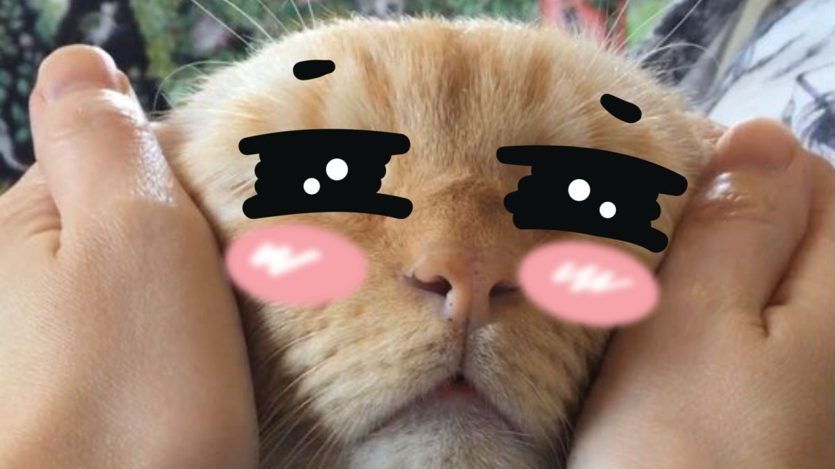 ▲朕一定在天堂啊～（流口水）（圖／Twitter@basteto3）