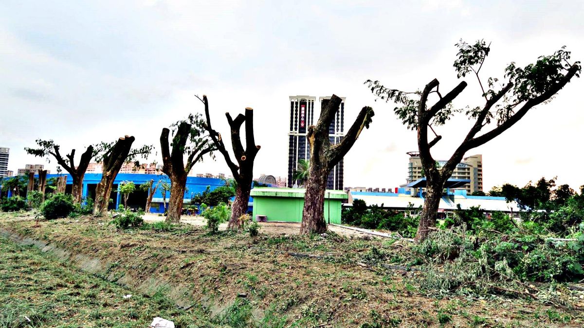 ▲全台各縣市樹木不少齊遭「斷頭」。(圖/取自高雄愛樹人臉書)