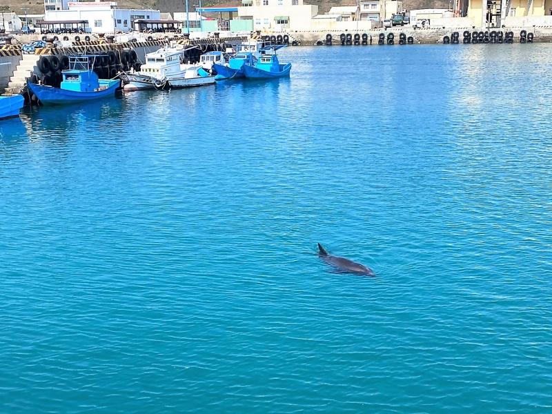 自游3小時離開　瓶鼻海豚迷航游進澎湖望安漁港
