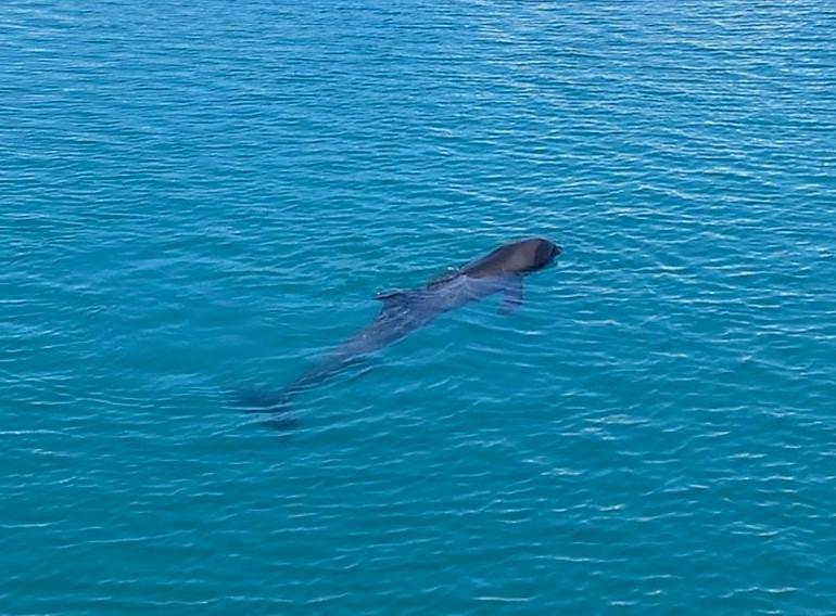 ▲瓶鼻海豚主要分為體型較小、較為修長的沿岸型，以及體型較粗壯的外海型；體長範圍主要落於1.9至3.9公尺內，雄性稍微比雌性大，尾幹厚實。（圖／望安民眾提供）