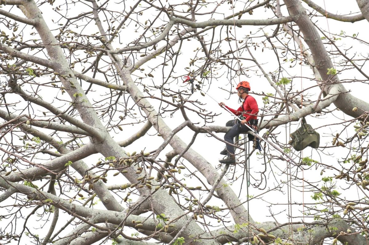 ▲清總兵署進行木棉樹摘果作業，避免棉絮飛舞。(圖／金門林務所提供)