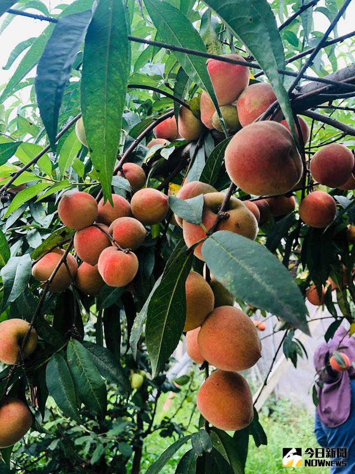 ▲線西鄉青農王耀寬在自家網室果園種起熱帶水蜜桃，沒想到，吹海風的水蜜桃，每一粒都很漂亮。（圖／記者陳雅芳攝，2020.05.10）