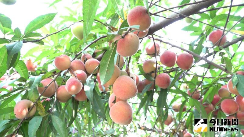 ▲青農王耀寬在距離海邊5公里的農田,種植5顆熱帶水蜜桃,最近果實纍纍。(圖/記者陳雅芳攝,2020.05.10)