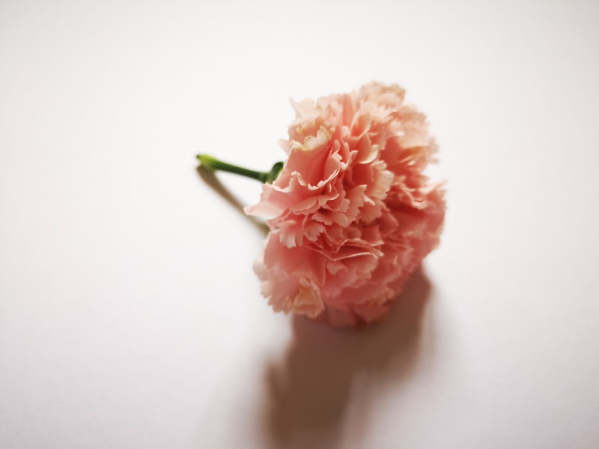 ▲今（10）日是一年一度的母親節。（示意圖／取自Unsplash）