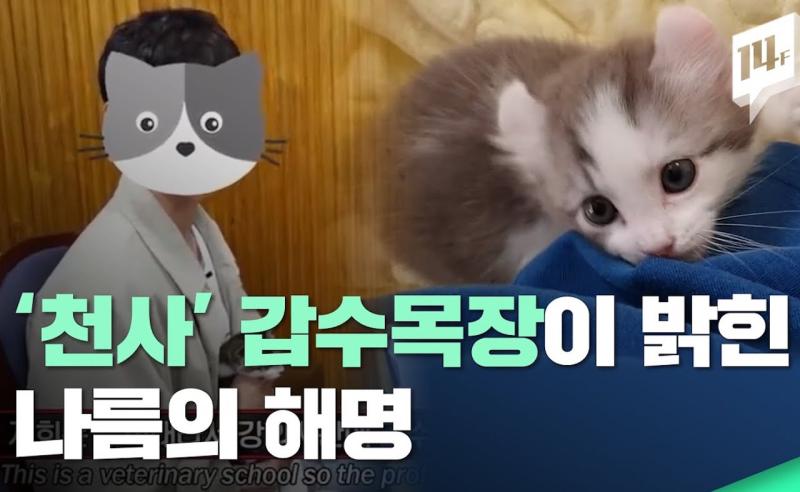 韓國獸醫生YouTuber為點閱涉虐貓　讓小貓挨餓、殘殺倉鼠
