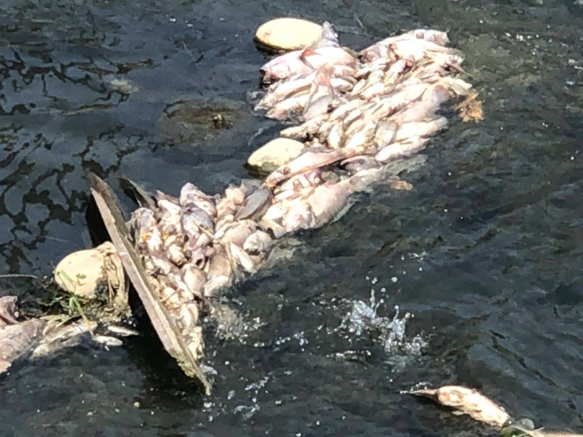 ▲台中西屯區東大溪下游再度發生魚群集體暴斃 (圖／楊正中提供2020.5.10)